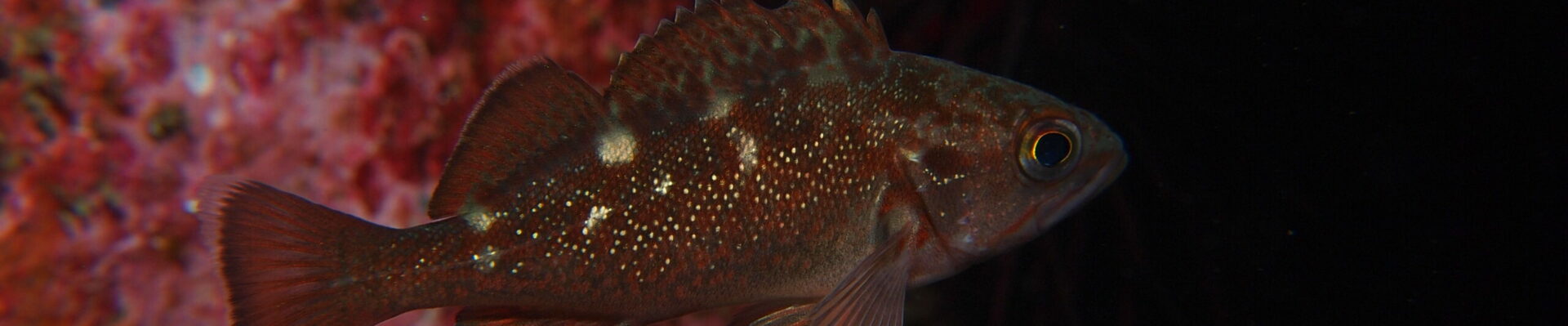 ANEMONE members' site