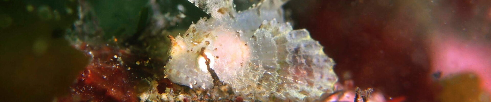 ANEMONE members' site